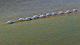 Pelican Parade_47334